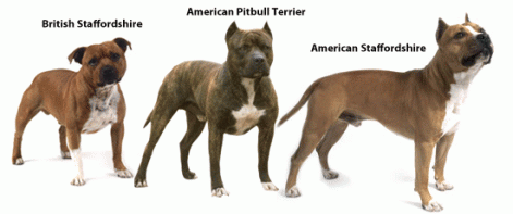british_american_staffordshire_pitbull_terrier.gif